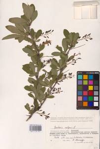 Барбарис обыкновенный L., Восточная Европа, Нижневолжский район (E9) (Россия)