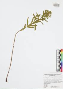 Молочай лозный, Молочай прутьевидный Waldst. & Kit., Восточная Европа, Центральный район (E4) (Россия)