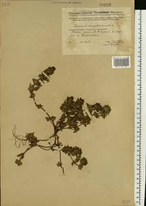 Яснотка стеблеобъемлющая L., Восточная Европа, Средневолжский район (E8) (Россия)