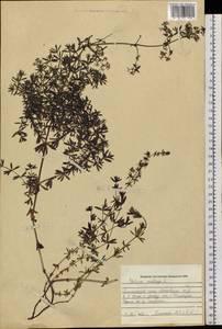 Подмаренник мягкий L., Сибирь, Алтай и Саяны (S2) (Россия)