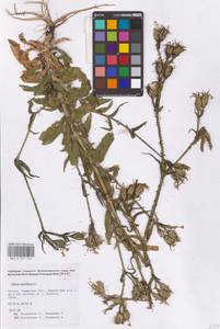 Смолевка ночецветная L., Восточная Европа, Средневолжский район (E8) (Россия)