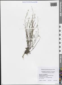 Резушка песчаная, Резуховидка песчаная, Восточная Европа, Северо-Западный район (E2) (Россия)