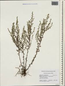 Полынь таврическая, Полынь крымская Willd., Крым (KRYM) (Россия)