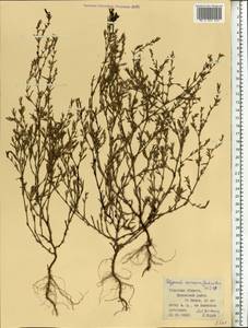 Спорыш птичий, Горец птичий  (Boreau) Berher, Восточная Европа, Центральный район (E4) (Россия)