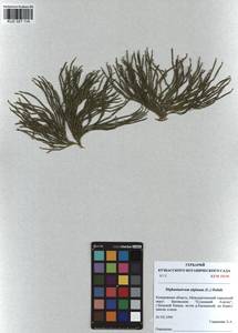 Дифазиаструм альпийский (L.) Holub, Сибирь, Алтай и Саяны (S2) (Россия)
