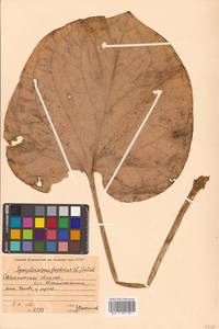 Связноплодник почколистный Schott ex Tzvelev, Сибирь, Дальний Восток (S6) (Россия)