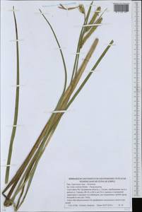 Осока носатая Stokes, Восточная Европа, Белоруссия (E3a) (Белоруссия)