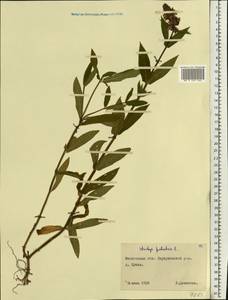 Чистец болотный L., Восточная Европа, Московская область и Москва (E4a) (Россия)