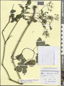 Купырь Шмальгаузена (Albov) Koso-Pol., Кавказ, Черноморское побережье (от Новороссийска до Адлера) (K3) (Россия)