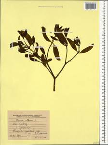 Омела белая L., Кавказ, Краснодарский край и Адыгея (K1a) (Россия)