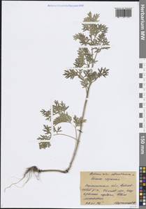 Полынь горькая L., Восточная Европа, Центральный лесостепной район (E6) (Россия)