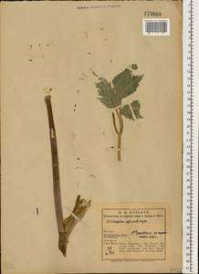 Дудник лекарственный, Дягиль лекарственный L., Восточная Европа, Северный район (E1) (Россия)