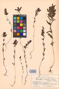 MHA 0 162 106, Rhinanthus serotinus var. vernalis (N. W. Zinger) Janch., Восточная Европа, Центральный лесостепной район (E6) (Россия)