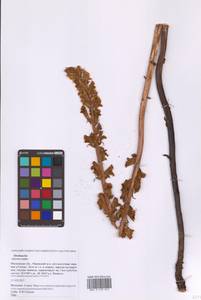 Заразиха, Восточная Европа, Московская область и Москва (E4a) (Россия)