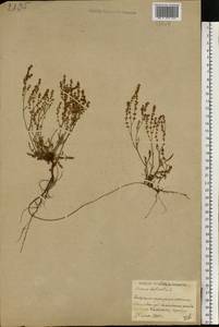 Щавель воробьиный, Щавелек L., Восточная Европа, Белоруссия (E3a) (Белоруссия)