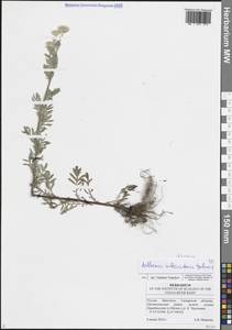 Cota tinctoria subsp. tinctoria, Восточная Европа, Средневолжский район (E8) (Россия)