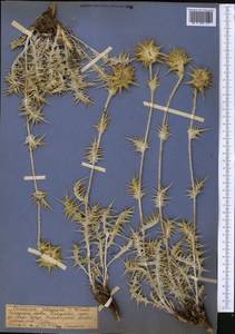 Кузиния лохматая C. Winkl., Средняя Азия и Казахстан, Памир и Памиро-Алай (M2) (Узбекистан)