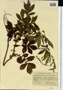 Репешок волосистый Ledeb., Сибирь, Дальний Восток (S6) (Россия)