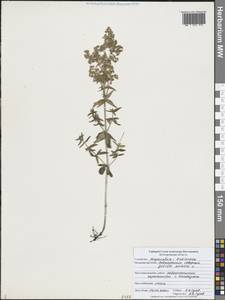 Подмаренник северный L., Восточная Европа, Центральный лесостепной район (E6) (Россия)