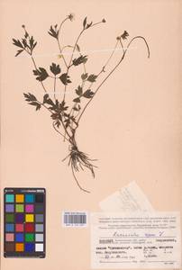 Лютик ползучий L., Восточная Европа, Северный район (E1) (Россия)