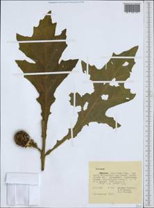 Паслен, Африка (AFR) (Эфиопия)