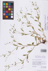 Незабудка редкоцветковая J.C.Mikan ex Pohl, Восточная Европа, Центральный район (E4) (Россия)