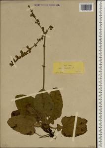 Salvia forsskaolei L., Зарубежная Азия (ASIA) (Турция)
