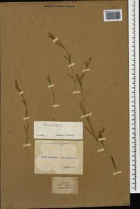 Silene conica subsp. conica, Кавказ, Грузия (K4) (Грузия)