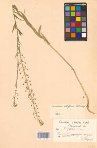 Рыжик мелкоплодный Andrz. ex DC., Восточная Европа, Южно-Украинский район (E12) (Украина)