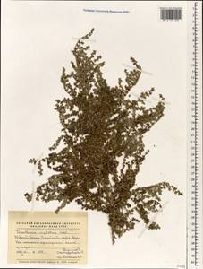 Trianthema crystallina (Forssk.) Vahl, Зарубежная Азия (ASIA) (Йемен)