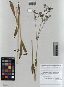 KUZ 004 482, Горицвет кукушкин, кукушкин цвет, Сибирь, Алтай и Саяны (S2) (Россия)