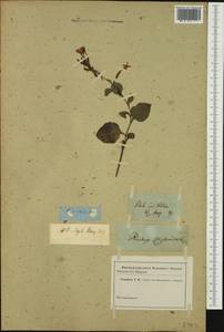 Plumbago zeylanica L., Австралия и Океания (AUSTR)