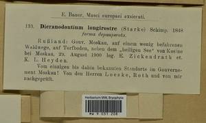 Dicranodontium denudatum (Brid.) E. Britton, Гербарий мохообразных, Мхи - Москва и Московская область (B6a) (Россия)