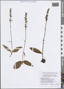 Hemipilia cucullata (L.) Y.Tang, H.Peng & T.Yukawa, Восточная Европа, Центральный район (E4) (Россия)