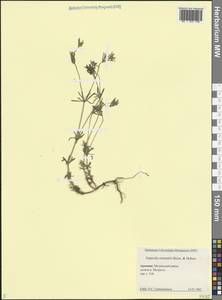 Ясменник восточный Boiss. & Hohen., Кавказ, Армения (K5) (Армения)