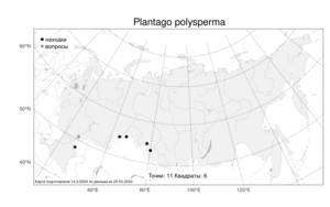 Plantago polysperma Kar. & Kir., Атлас флоры России (FLORUS) (Россия)