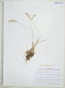 Koeleria subalpestris (Hartm.) Barberá, Quintanar, Soreng & P.M.Peterson, Сибирь, Дальний Восток (S6) (Россия)