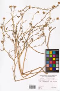 Морская горчица морская Scop., Восточная Европа, Северо-Западный район (E2) (Россия)