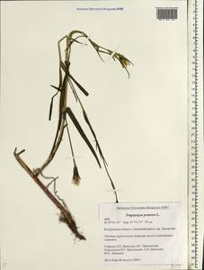 Козлобородник луговой L., Восточная Европа, Центральный лесной район (E5) (Россия)