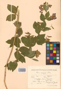 Горошек однопарный A.Braun, Сибирь, Дальний Восток (S6) (Россия)