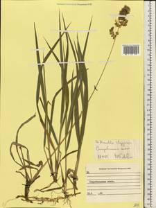 Anthoxanthum repens (Host) Veldkamp, Восточная Европа, Северо-Украинский район (E11) (Украина)