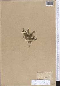 Хруплявник большой A.Braun, Восточная Европа, Южно-Украинский район (E12) (Украина)