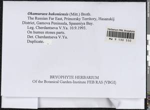 Okamuraea hakoniensis (Mitt.) Broth., Гербарий мохообразных, Мхи - Дальний Восток (без Чукотки и Камчатки) (B20) (Россия)