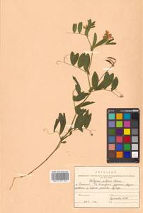 Lathyrus palustris subsp. palustris, Сибирь, Дальний Восток (S6) (Россия)