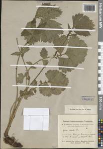 Гравилат речной L., Сибирь, Центральная Сибирь (S3) (Россия)