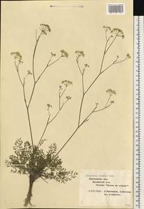 Бедренец известколюбивый Vill., Восточная Европа, Центральный лесостепной район (E6) (Россия)