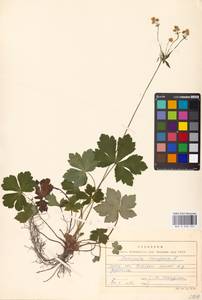 Подлесник европейский L., Восточная Европа, Московская область и Москва (E4a) (Россия)