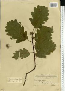 Дуб скальный (Matt.) Liebl., Восточная Европа, Западно-Украинский район (E13) (Украина)