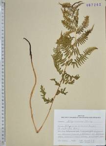 Кочедыжник китайский Rupr., Сибирь, Дальний Восток (S6) (Россия)