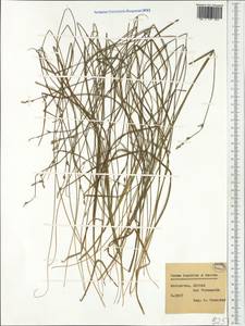 Carex leporina × remota, Западная Европа (EUR) (Германия)